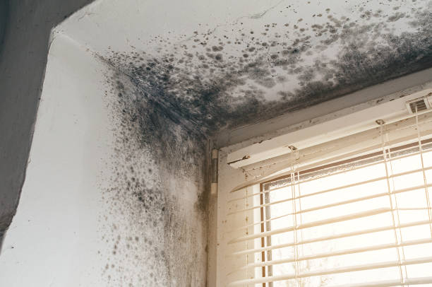 Affordable Attic Mold Remediation solutions in Lusby, MD