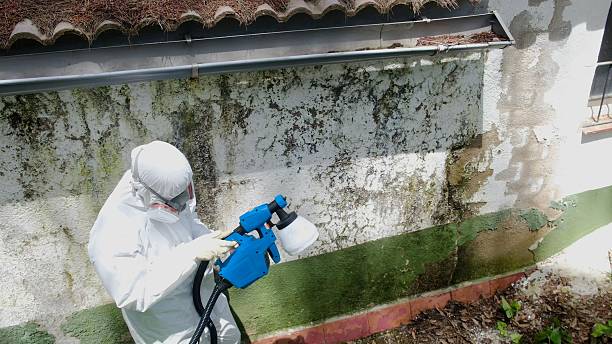 Top rated local Attic Mold Remediation specialists in Lusby, MD